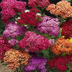 Summer Berries, Yarrow